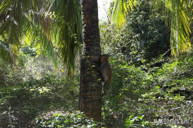 海南南湾猴岛上的猴子,海南著名的南湾猴岛在哪里