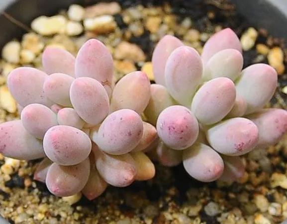 最值得买的多肉品种,包邮最漂亮多肉