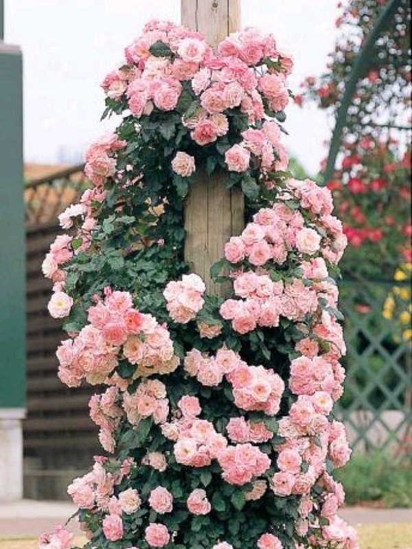 无刺四季开花藤本月季品种有哪些,耐热又耐寒的藤本月季有哪些品种