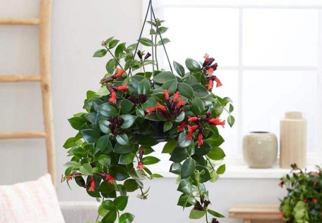 口红花的养殖方法和注意事项,口红花怎么养步骤教程