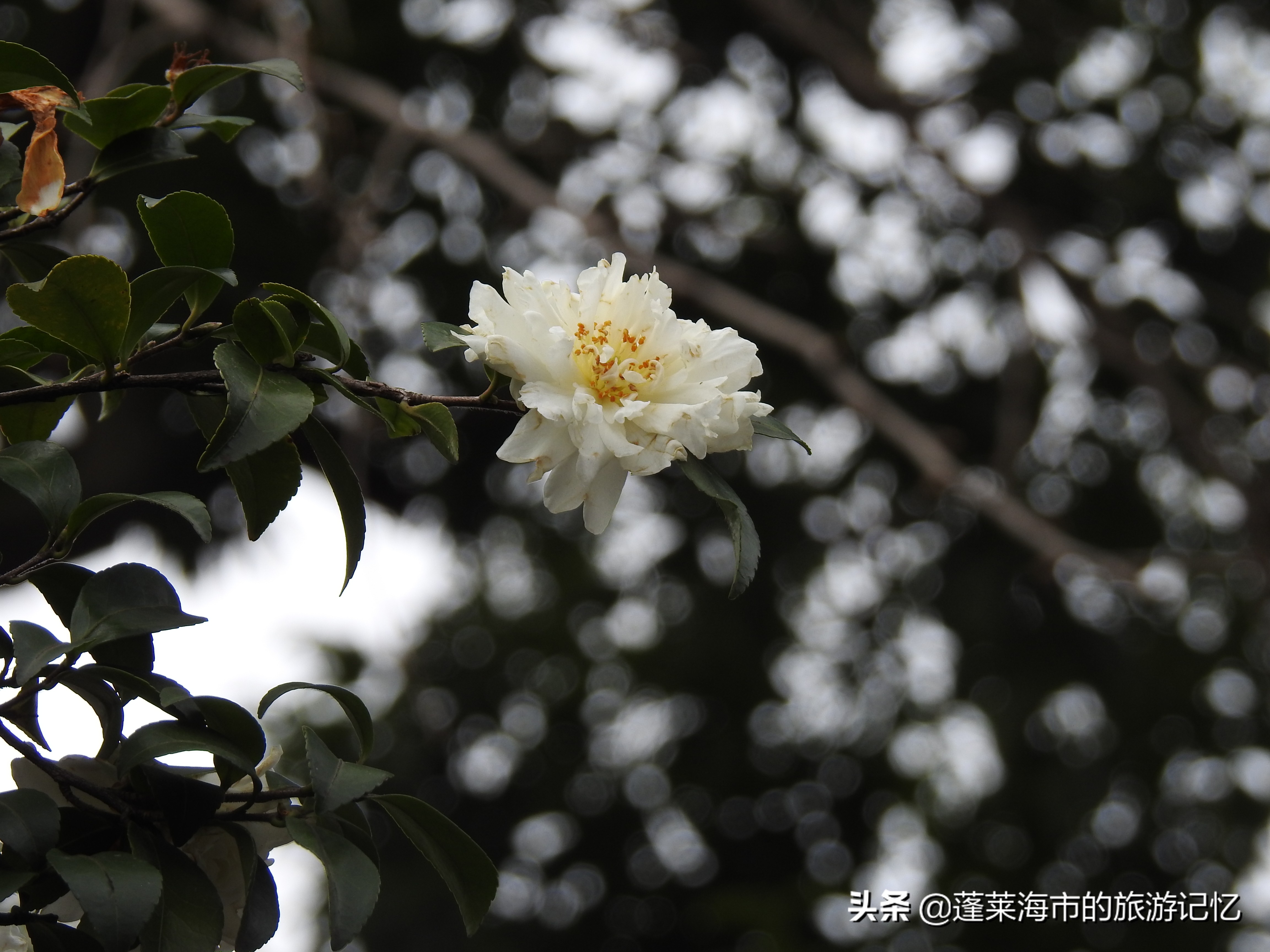 上海名园豫园,城市山林公园