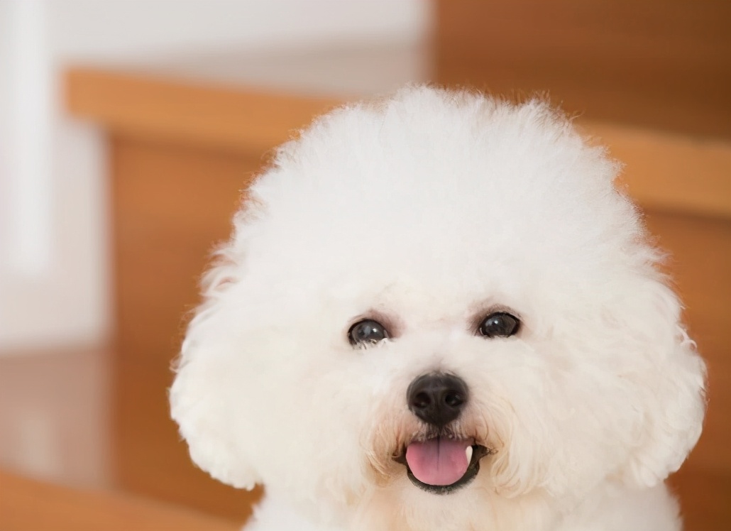 训犬师比熊训练视频,训犬师专业训练马犬怎么样