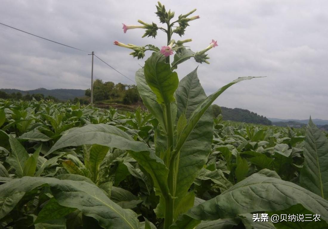 大葱育苗封草技术,烟苗苗床管理