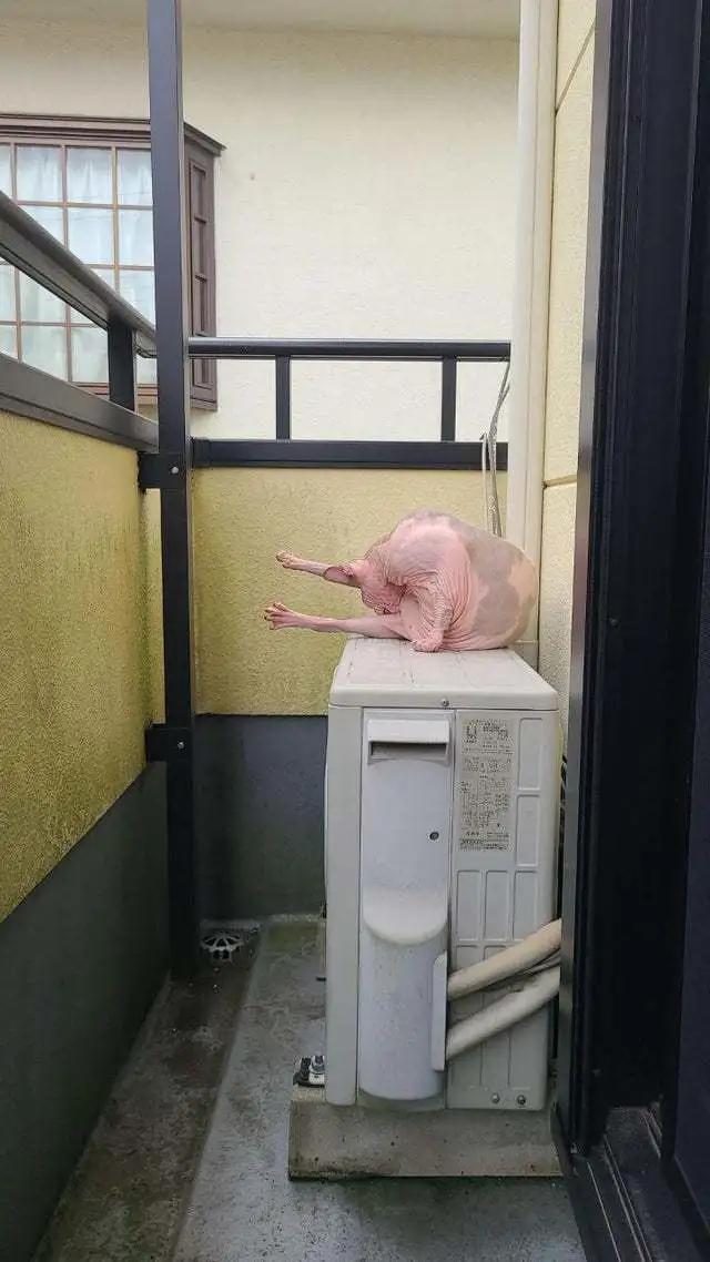 嘻咦嗷笑就完了NO.3