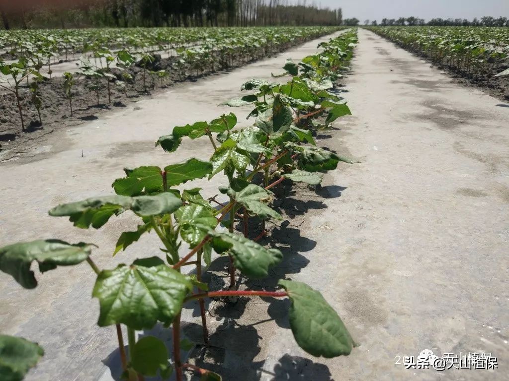棉花长势弱怎么管理,棉花徒长