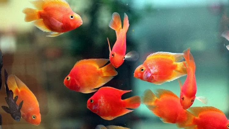 新鱼缸放鱼后水质非常浑浊,鱼缸加了益生菌后水质发白浑浊