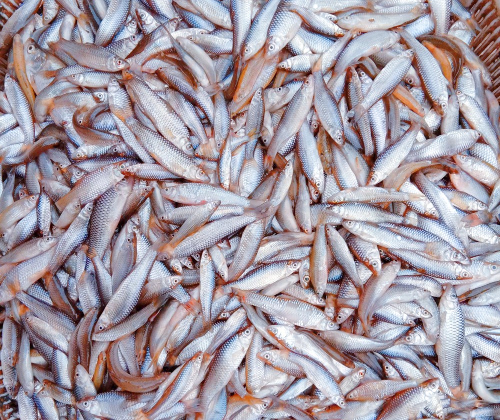 东北小鱼是物种入侵的元凶?占领欧洲32国,几乎没有解决办法