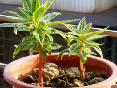 凤仙花种子播种10天为什么不发芽,凤仙花播种发芽教学视频