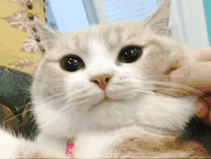 不小心把猫咪胡子弄掉了怎么办,猫的胡子掉了是怎么了