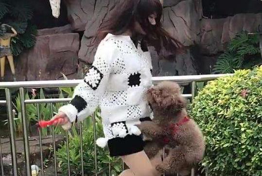 泰迪需要注意事项,泰迪注意事项大全