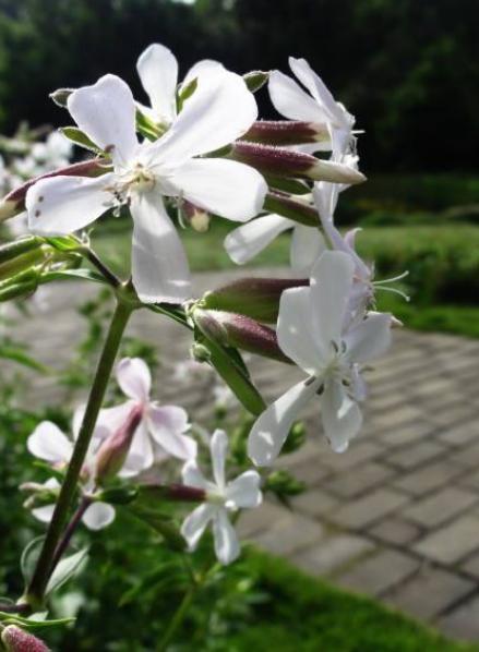 姐姐家门口一片杂草，人称“肥皂草”，可洗衣服、当药材，价值高