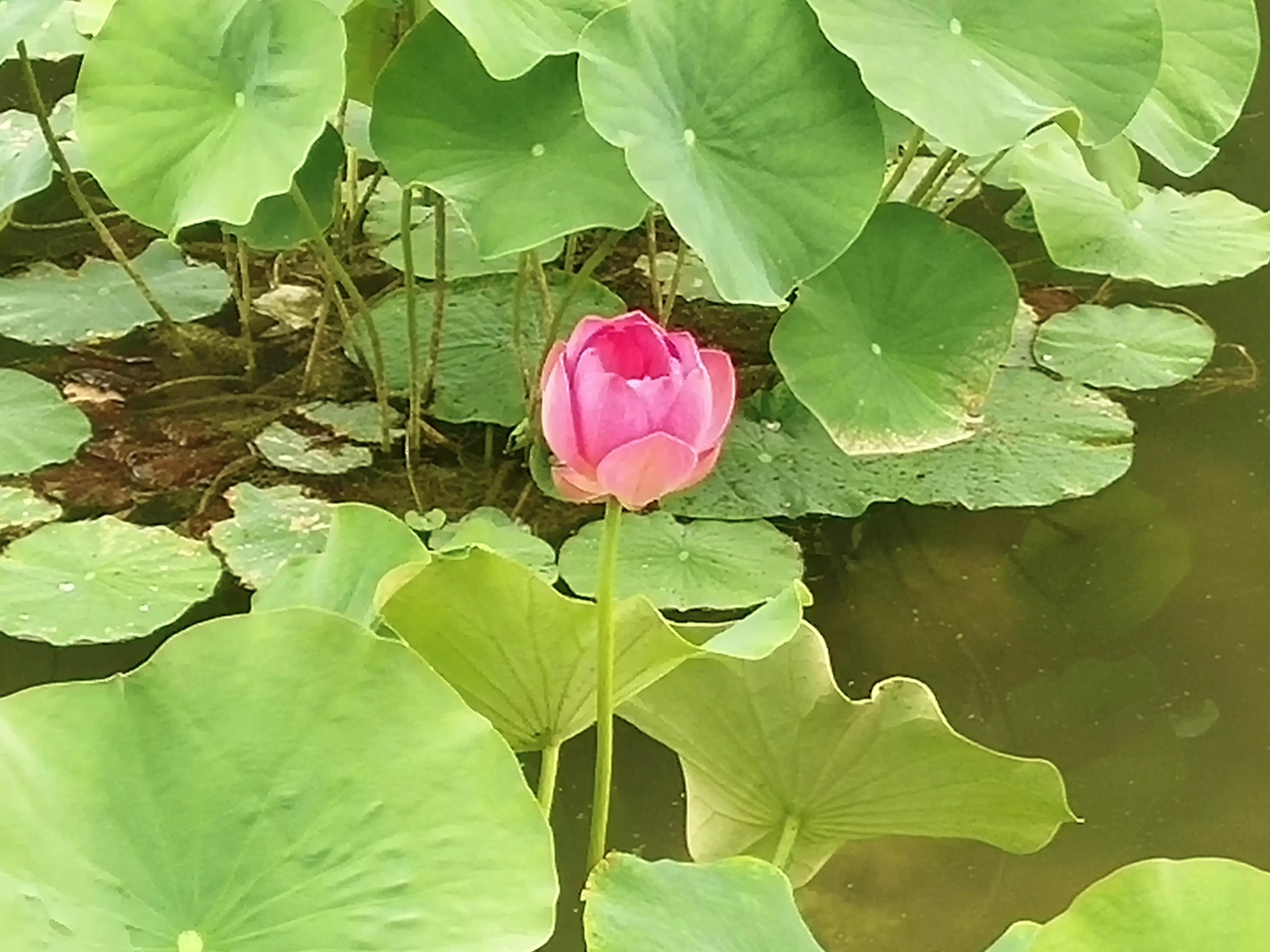 池塘里的荷花开了吗,池塘里的荷花开了表示什么