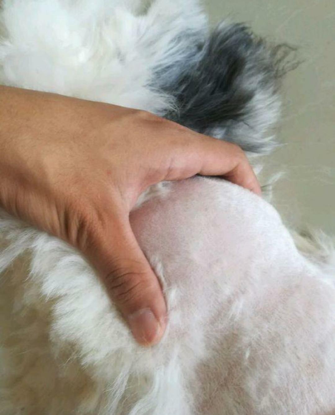 鐙楃嫍鐤嫍姝ｇ‘娉ㄥ皠鏂规硶,鐙楃嫍娉ㄥ皠鐤嫍瑙嗛鏁欑▼