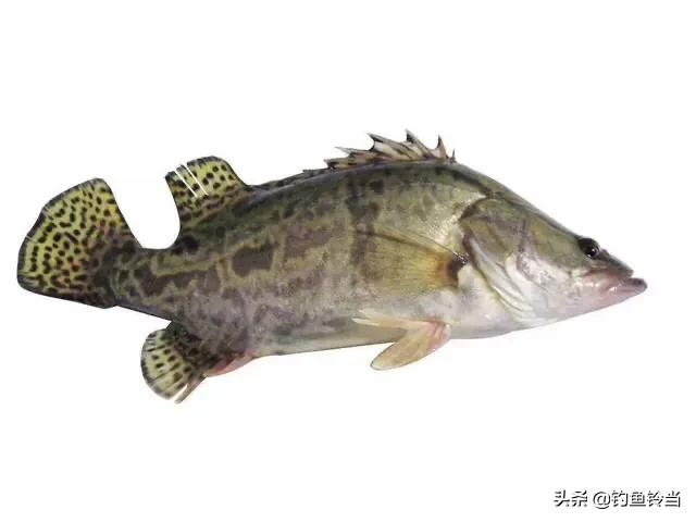 松花江鳜鱼生存环境,松花江的鳜鱼