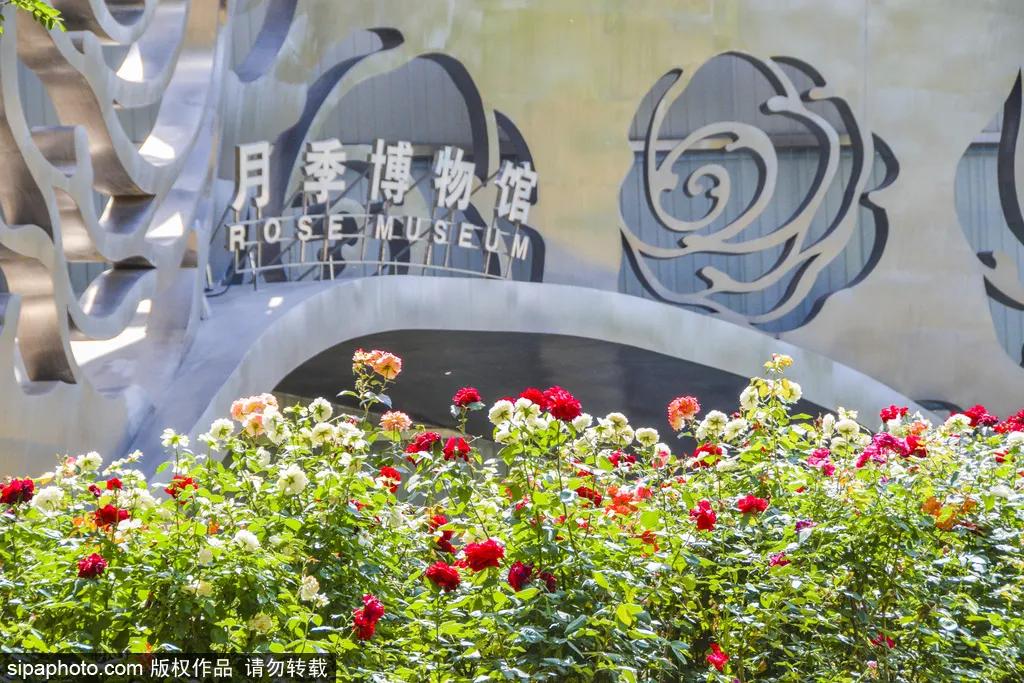 全球最美十大花海美到令人心醉,全球最漂亮花海