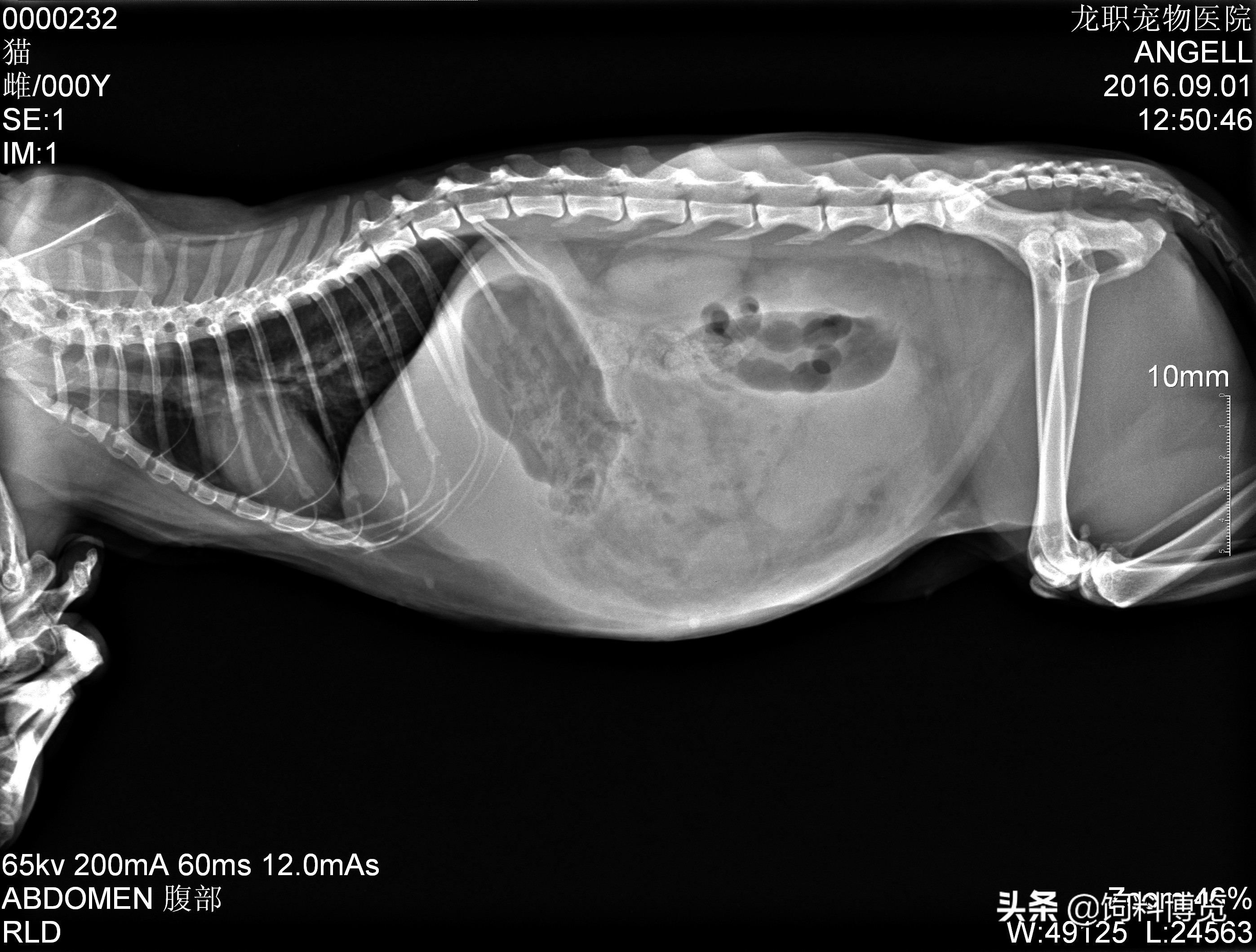 猫子宫蓄脓手术死亡率,猫传染性腹膜炎什么症状