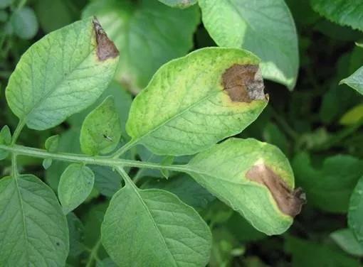 马铃薯的地下害虫有哪些,马铃薯种植技术及病虫害防治