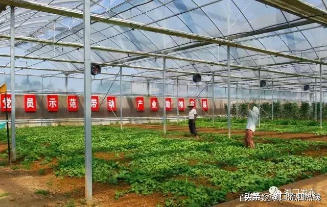 湖口这个乡美出了名,湖口美丽田园