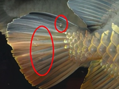 龙鱼常见疾病及治疗方法,龙鱼疾病找哪里救治