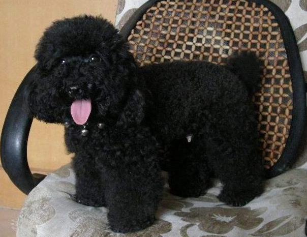 为什么“黑色”贵宾犬少人养?有7个原因