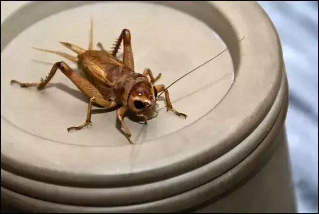 鸣虫油葫芦蝈蝈的区别,鸣虫示范蝈蝈蟋蟀油葫芦