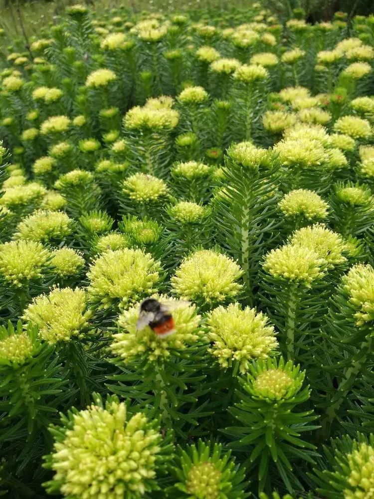 这座低调的小城,凭什么跻身云南6大国家历史文化名城之列?