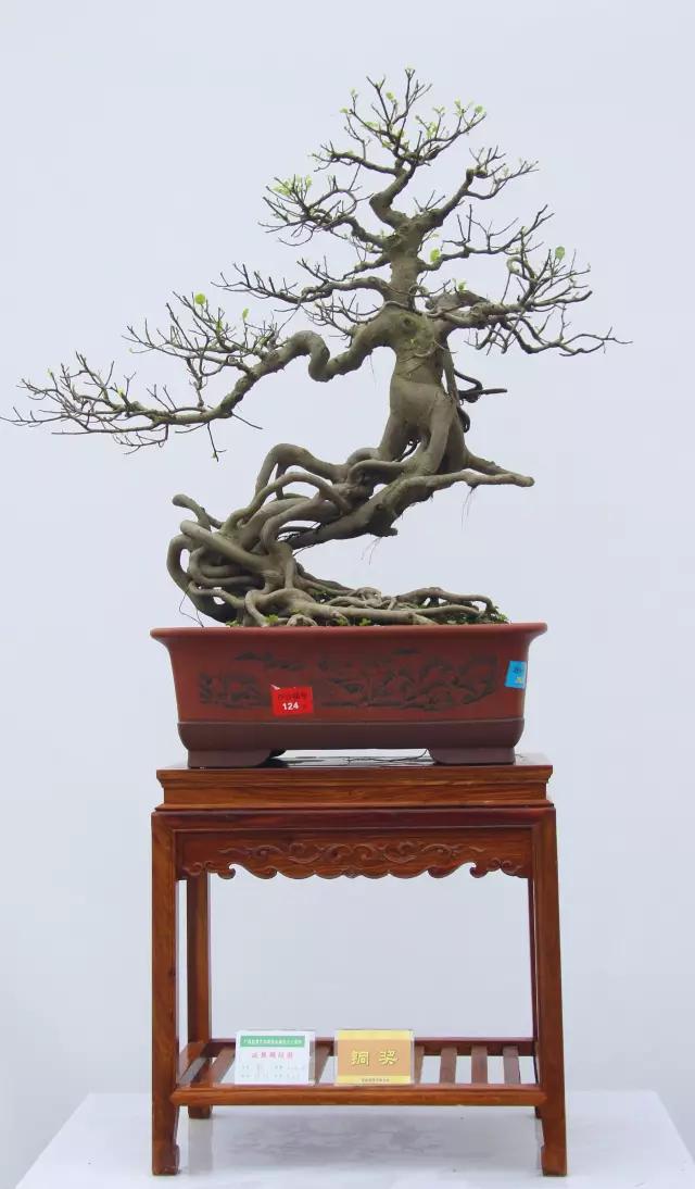 大师级老桩盆景欣赏,精美绝伦的老桩盆景