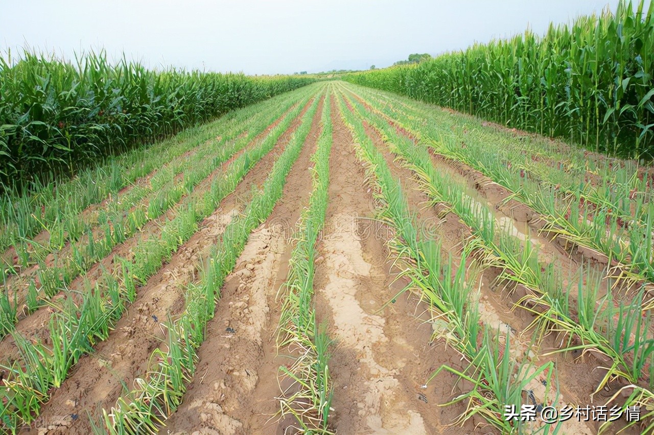 大葱怎么种植葱白长,种植大葱怎样才能快速发芽