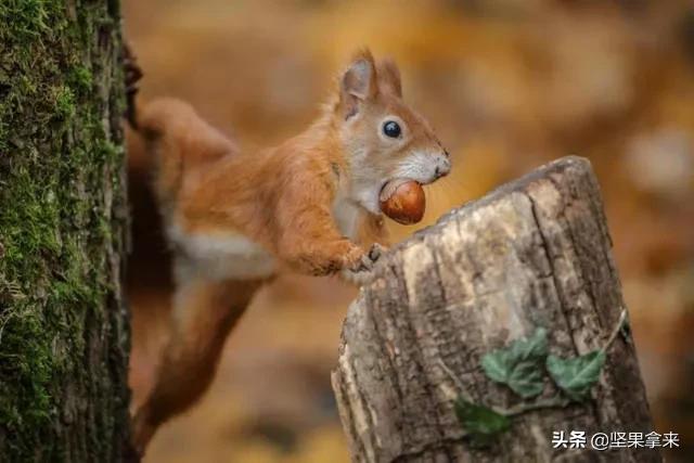 养一只松鼠做宠物是什么样的体验?