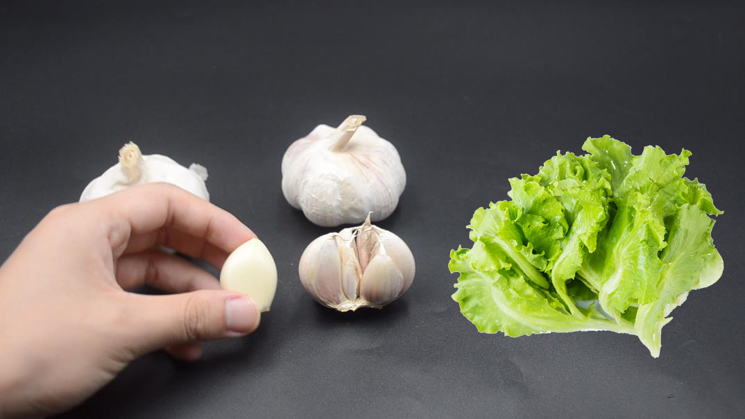 为什么吃过大蒜后气味难闻,蒜味持久不散