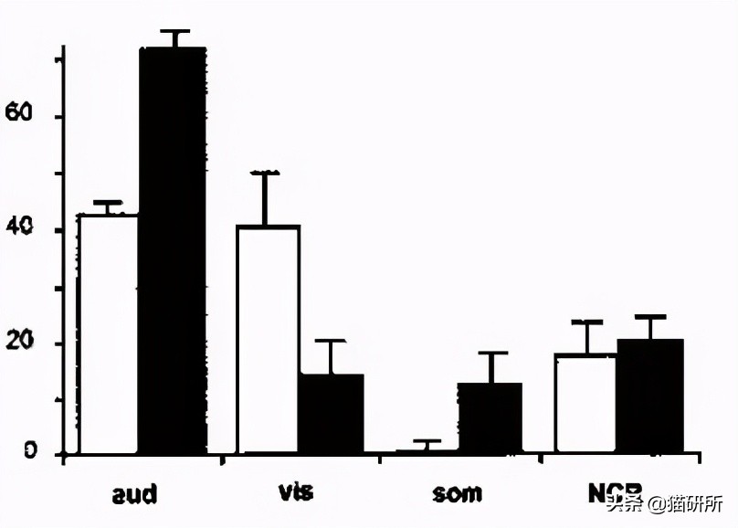 失明猫咪康复治疗,失明猫咪怎么照顾
