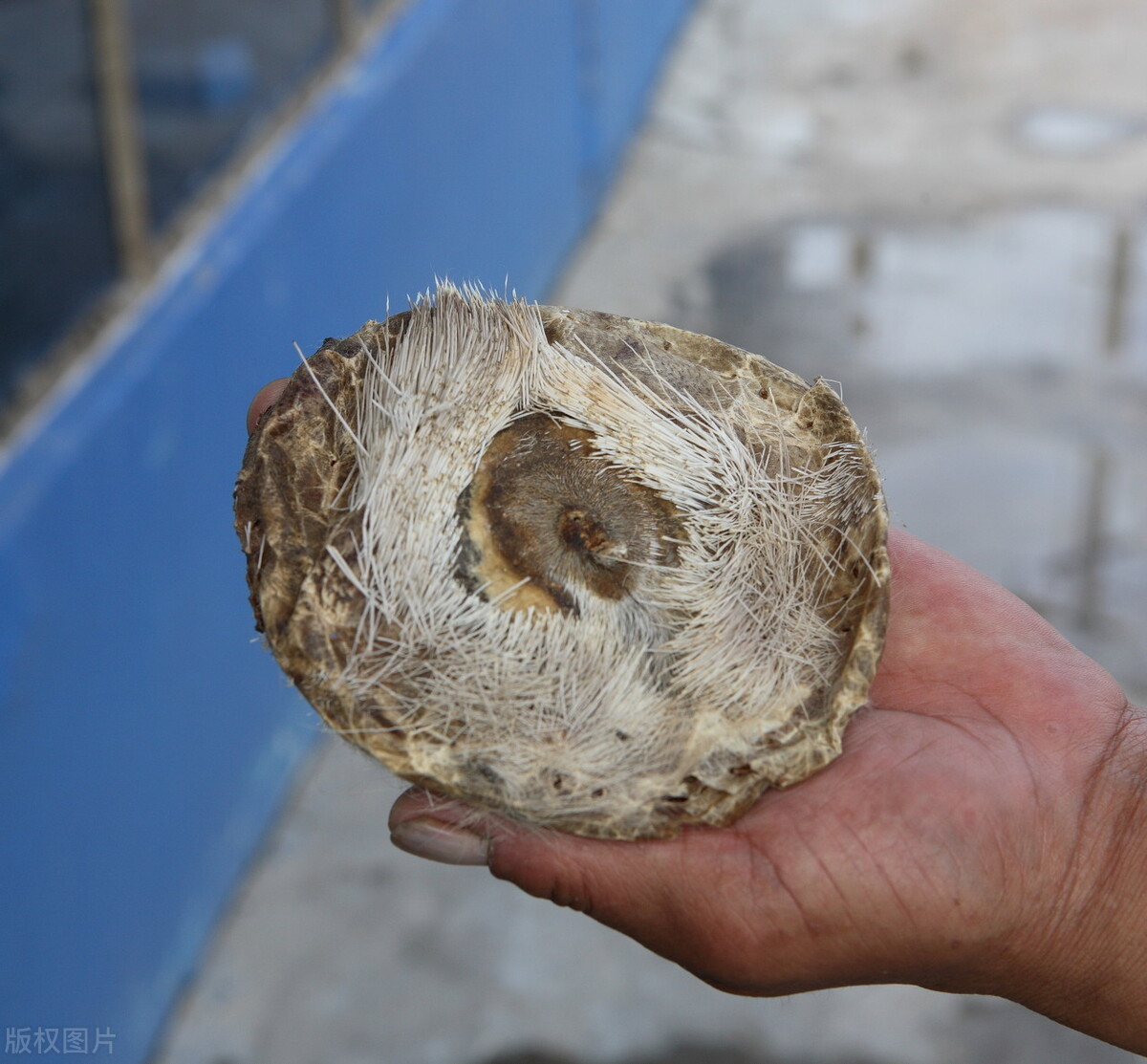 中医纯天然麝香,中医药药材知识