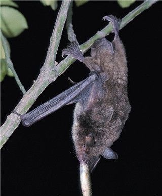 蝙蝠都吃什么水果,蝙蝠捕鱼