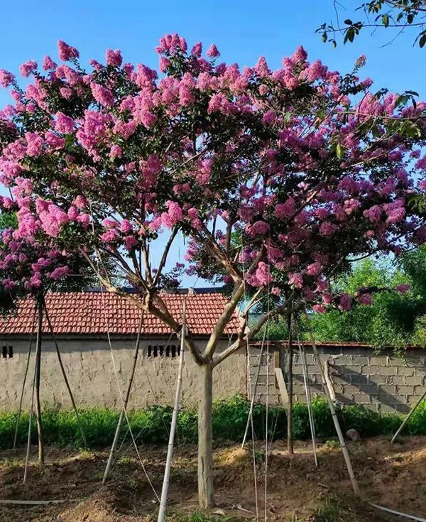 2022年苗木行情会转好吗,2022年苗木行情好不好