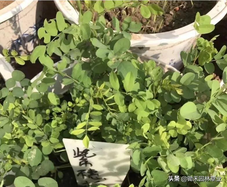 适合盐碱地的植物有哪些,绿化草耐旱品种