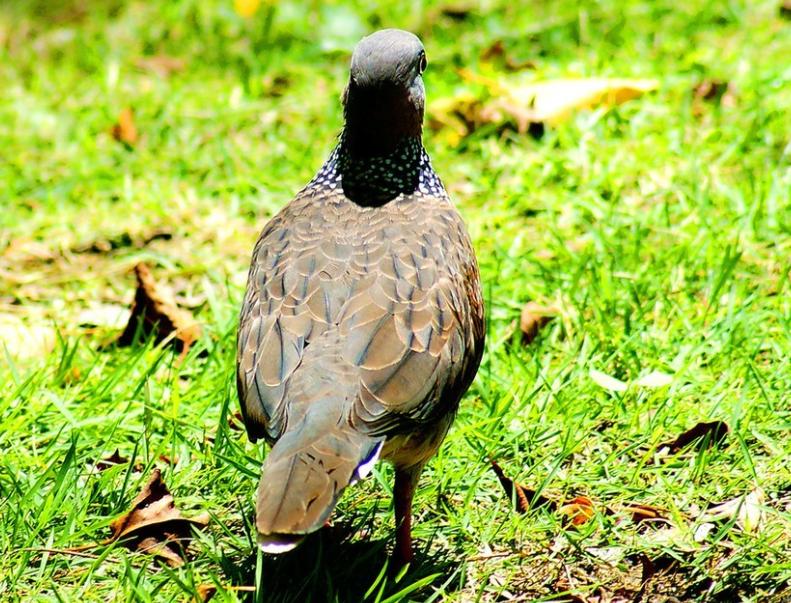 人工养殖的斑鸠一年能繁殖几窝,斑鸠的人工养殖方法