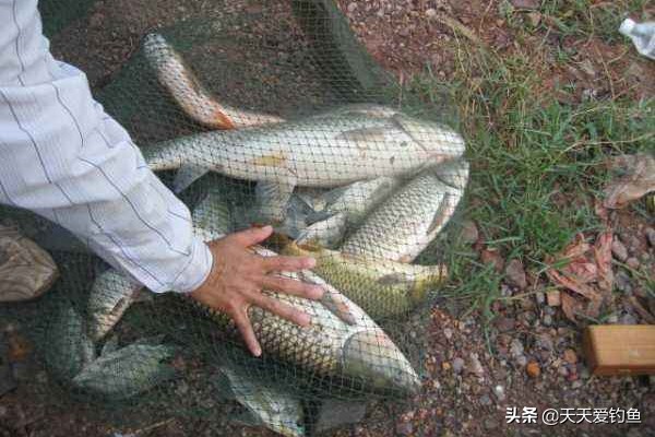 钓鱼一定要选好位置,钓鱼要选草多的地方吗