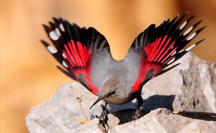 东江揽胜,惠州淡水常见鸟类图谱