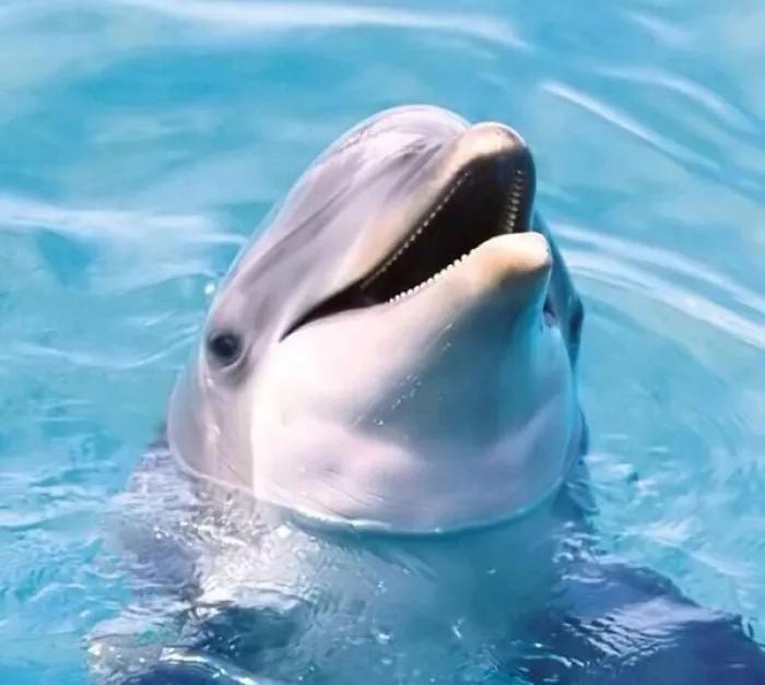 海豚亲吻孕妇,海豚亲孕妇的肚子好不好