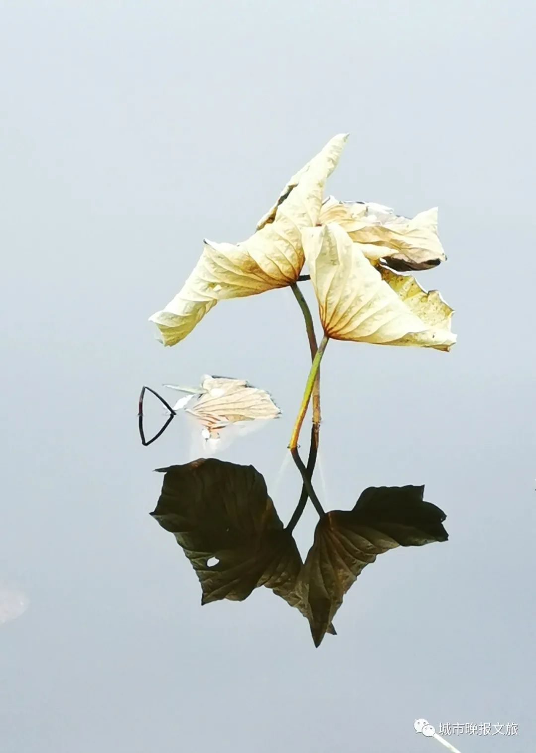 城晚拍拍丨秋色如画