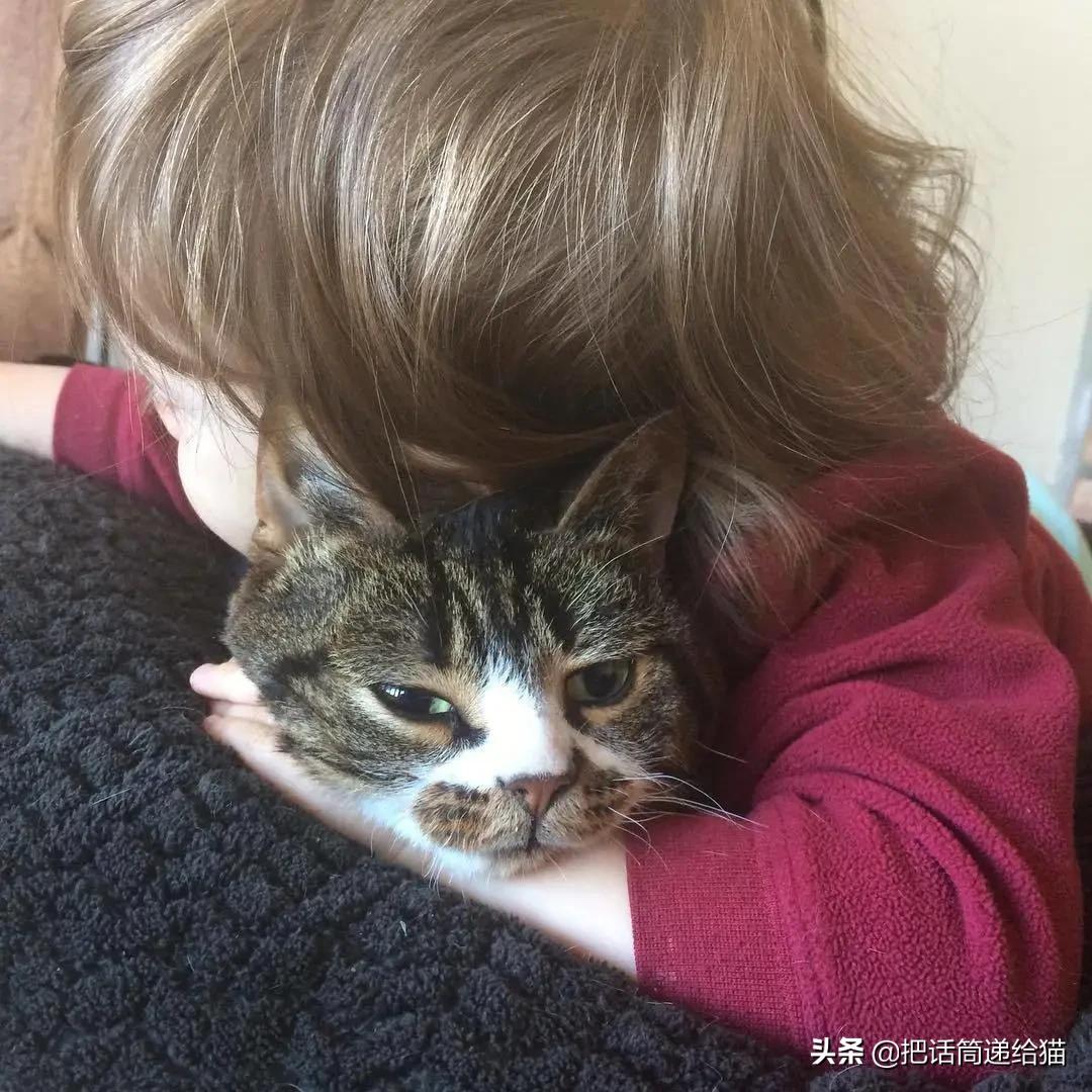 猫兄妹可爱视频,矮脚猫兄妹