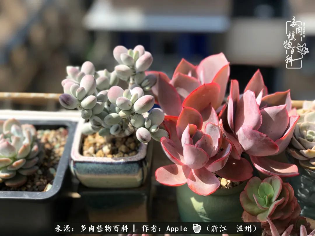 多肉成长记观察记录怎么写,多肉成长记录观察展板