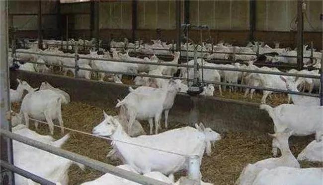 母羊死胎在腹怎么处理,母羊流产一般几天将死胎排出