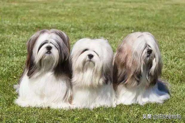 国内最受欢迎的宠物狗品种是什么,现在最受欢迎的宠物狗品种排名