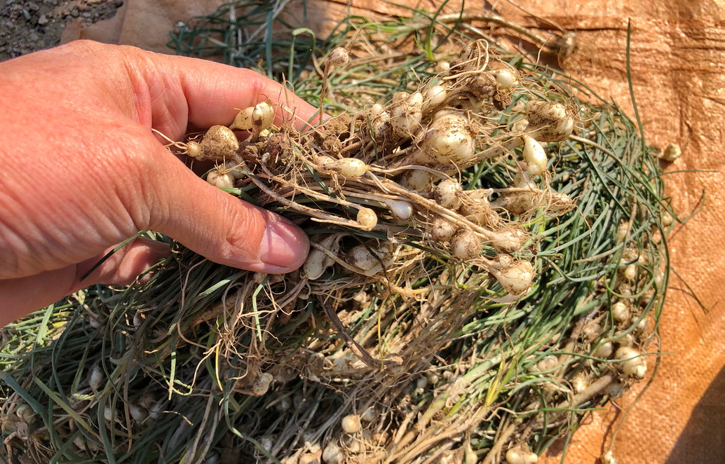 阜新各乡镇集市,阜新地方特色集市