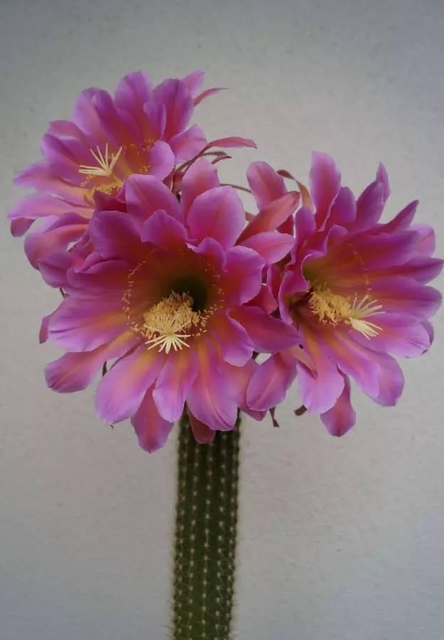 “常年丑貌君不问，一日花红万户惊”——仙人掌的产地及精品赏析