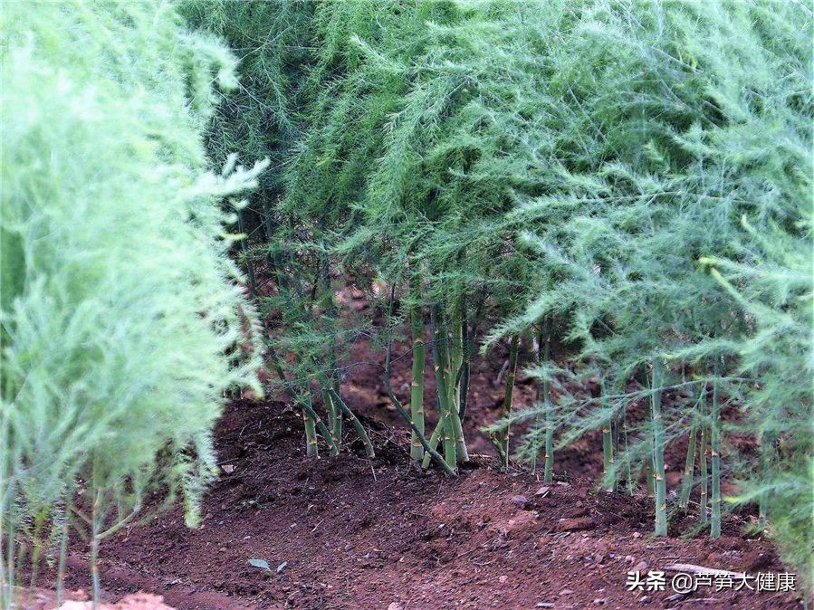 蔬菜之王芦笋在春天吃最应景,芦笋蔬菜