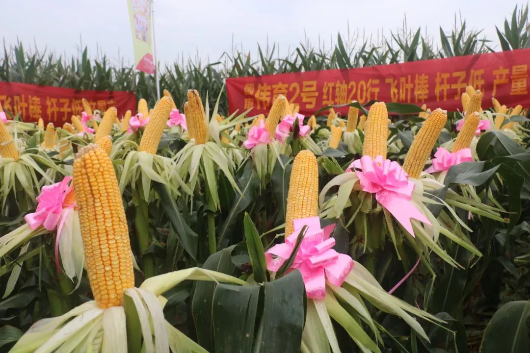 宝景农业,转变思路种地挣钱