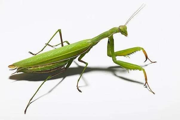 乐高wedo昆虫,wedo螳螂搭建