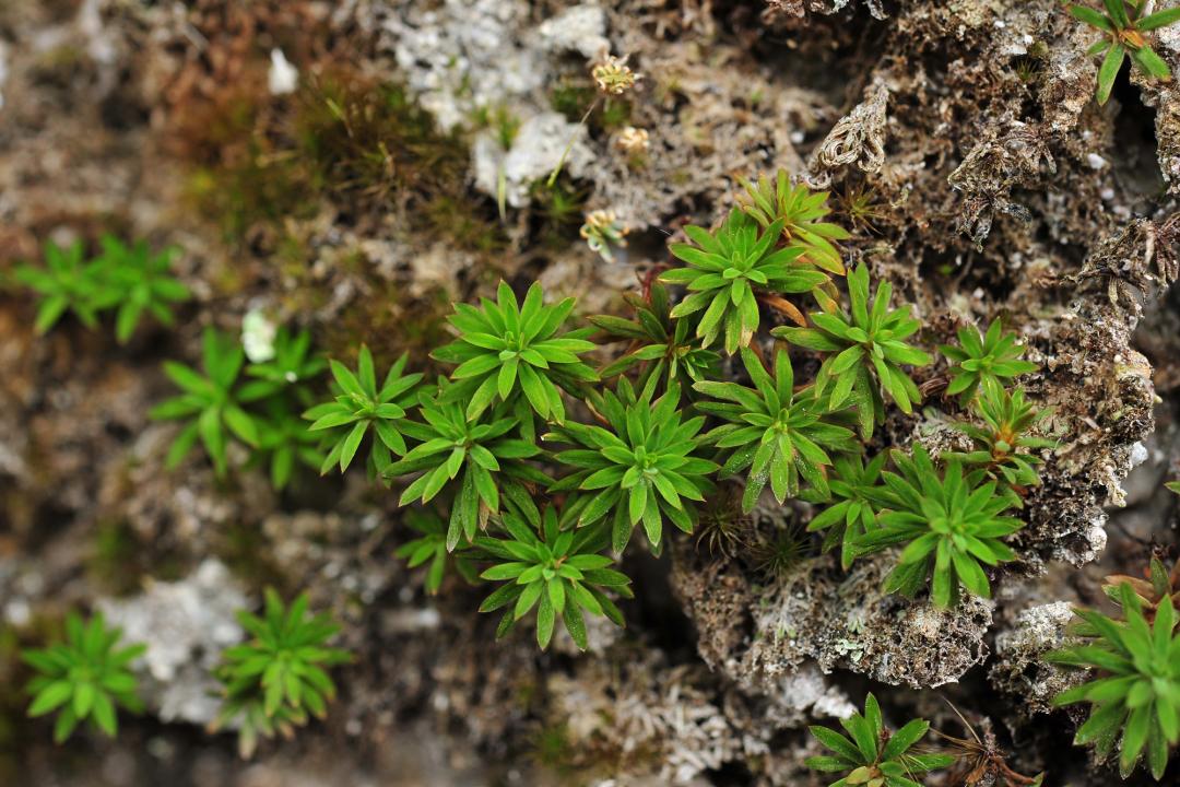 吃毒菇、睡蛇窝,只为挖一堆草,这个重庆博士要做当代神农